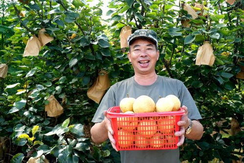 福建永定臺灣脆梨豐收上市，生態農業守護無脊椎動物多樣性